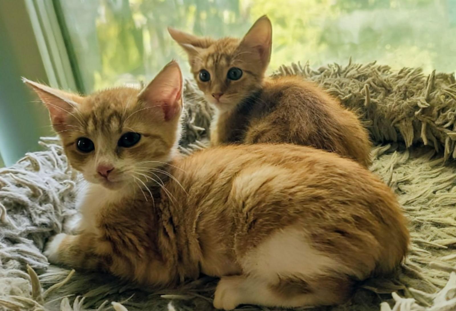 Enlarge Ginger, a Adopted mixed breed in Rockwall, TX image 3/3