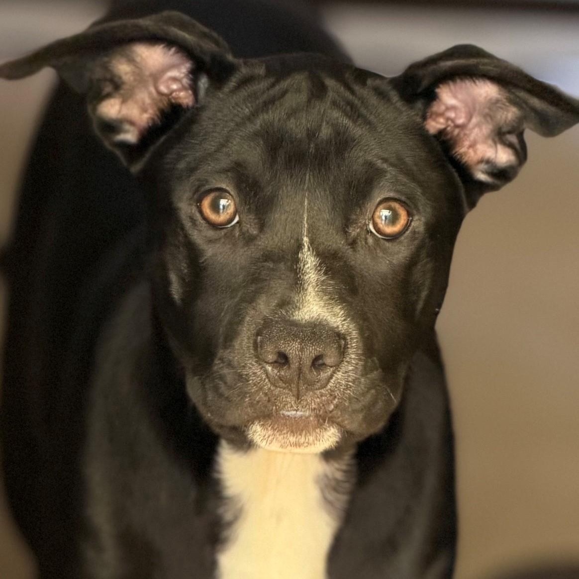 Zelda, adopted, Young Female Mixed Breed.