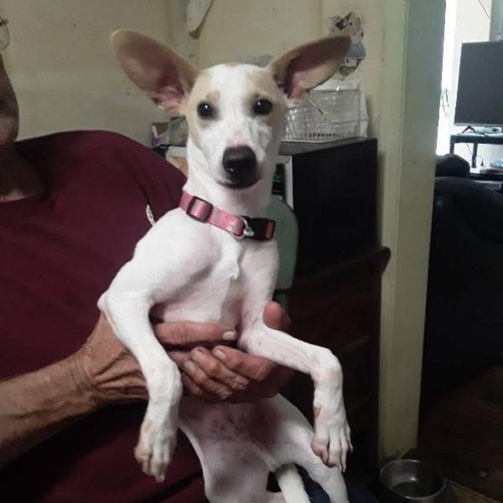 Ghost, Adoptable, Adult Male Terrier & Mixed Breed.