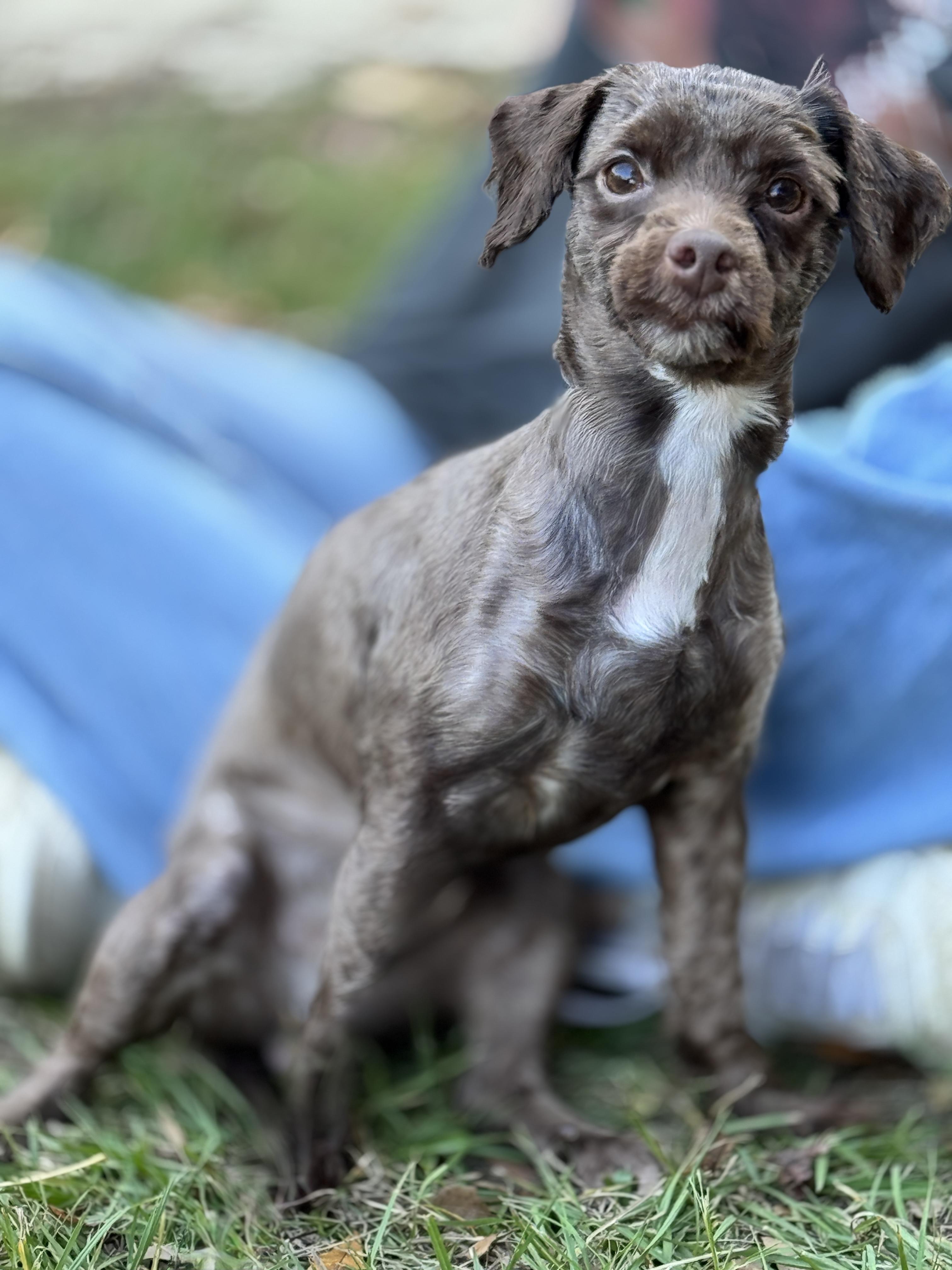 Glendale- In Foster Home, a Adoptable mixed breed in SYLVANIA, GA image 6/6