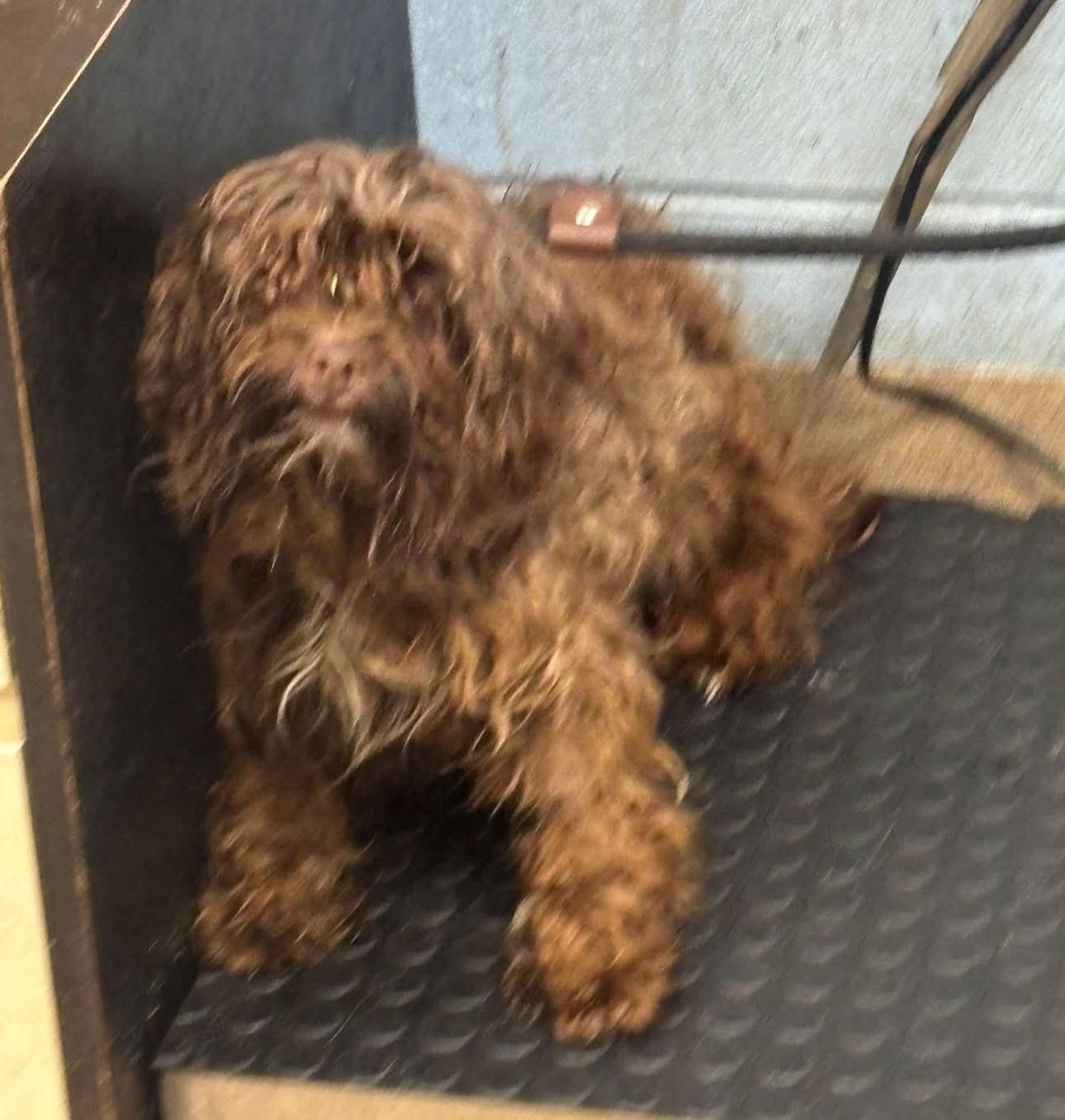 Glendale- In Foster Home, a Adoptable mixed breed in SYLVANIA, GA image 2/6