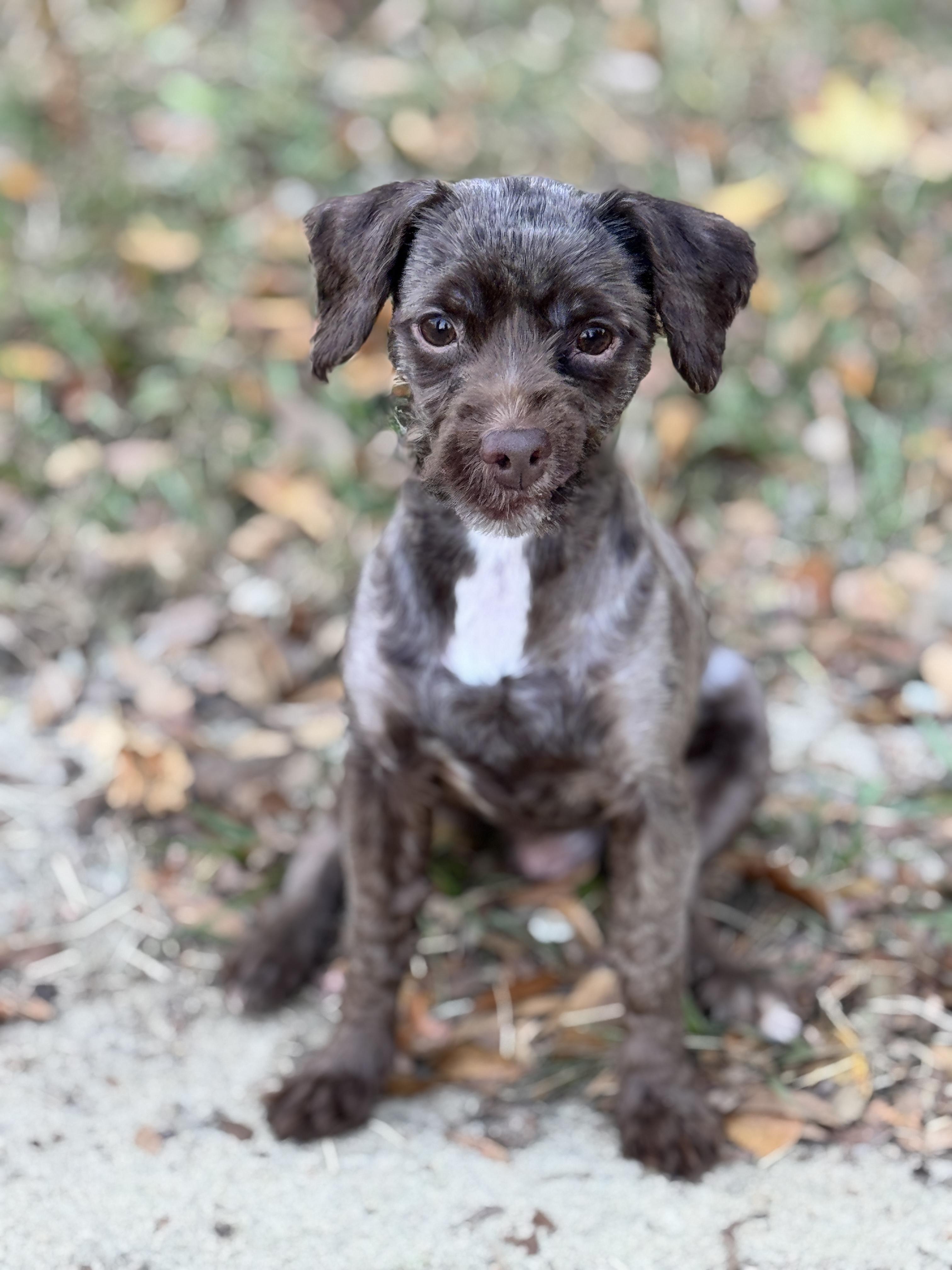 Glendale- In Foster Home, Adoptable, Young Male Miniature Poodle.