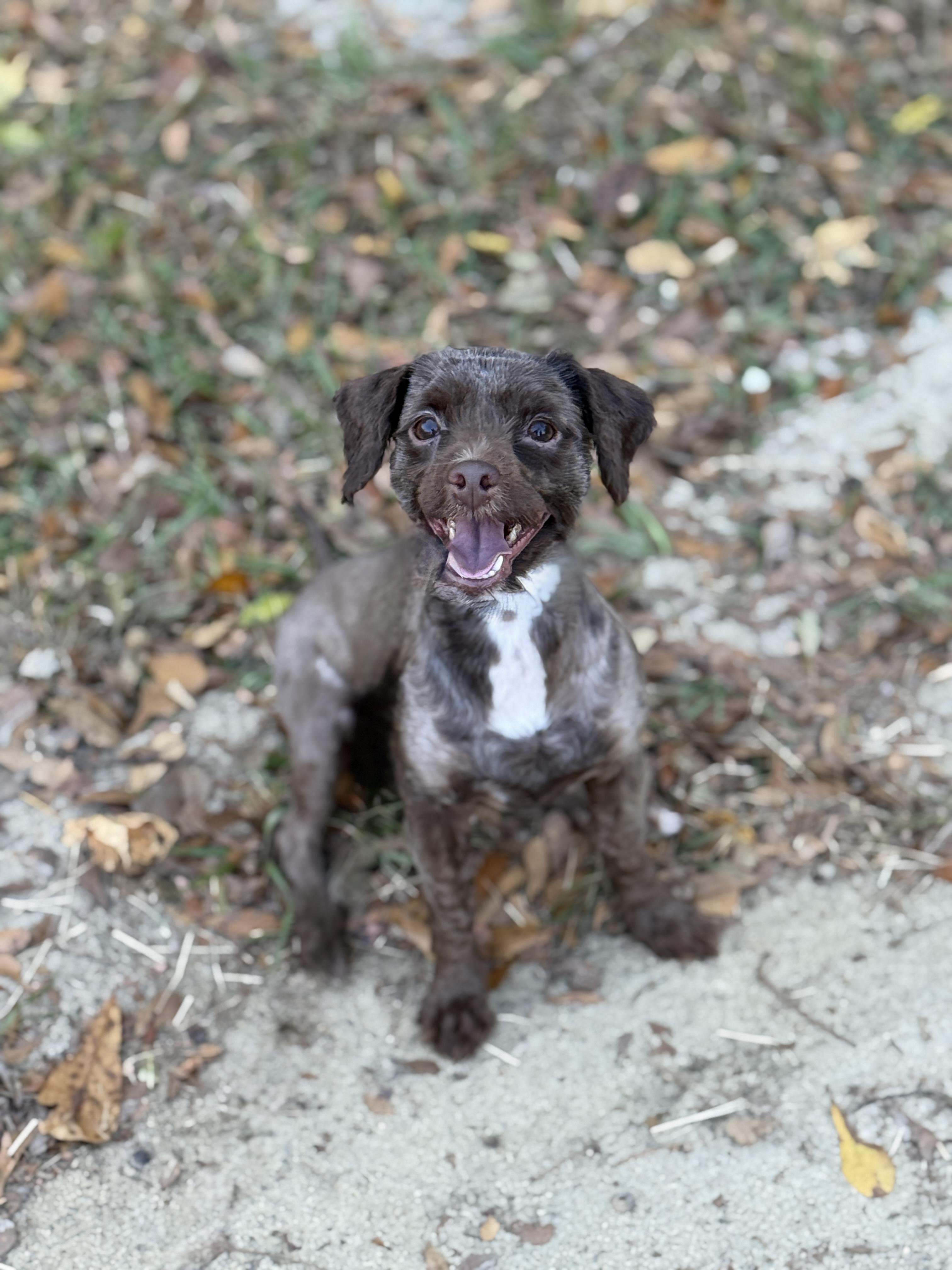 Glendale- In Foster Home, a Adoptable mixed breed in SYLVANIA, GA image 4/6