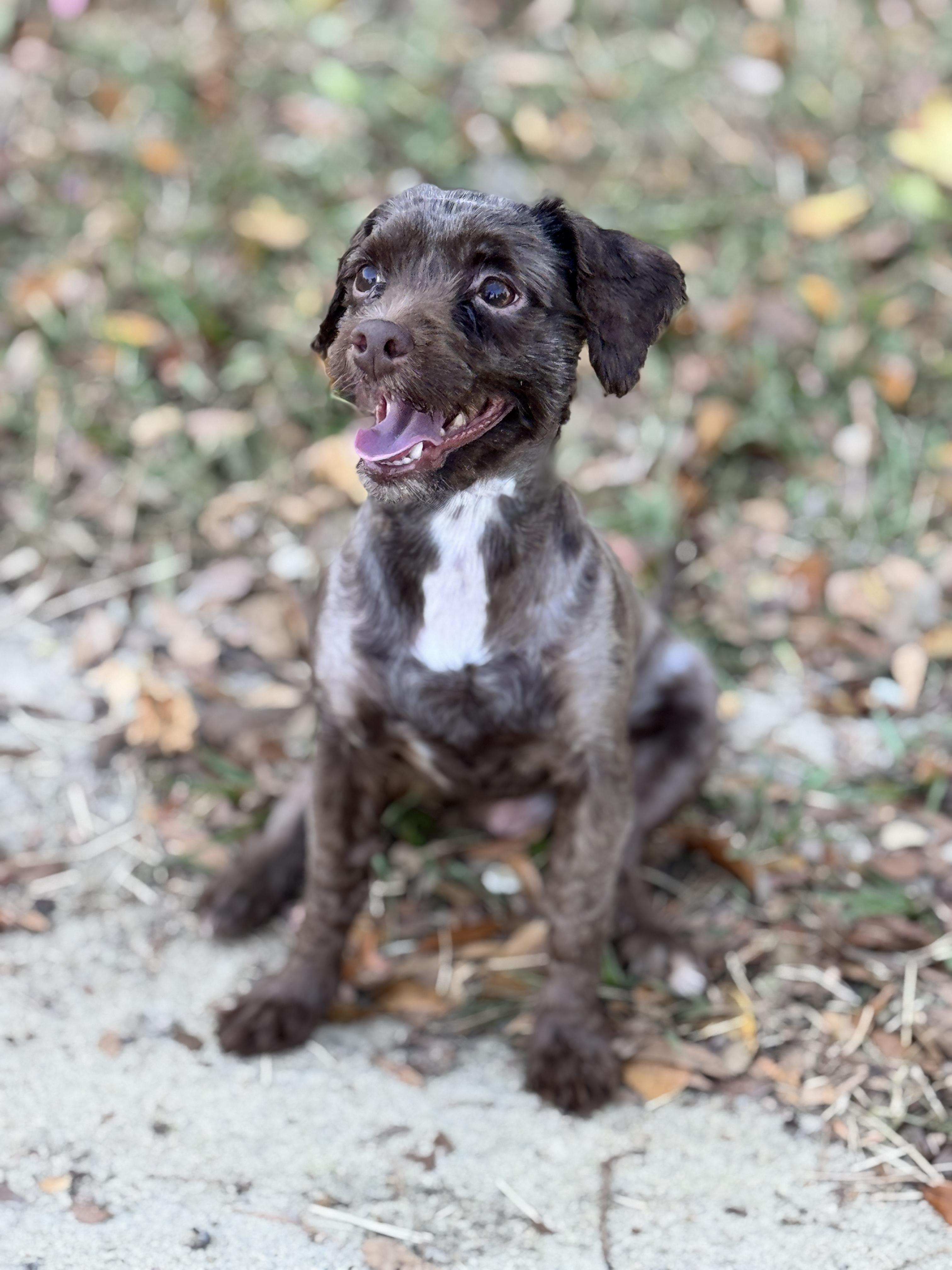 Glendale- In Foster Home, a Adoptable mixed breed in SYLVANIA, GA image 3/6