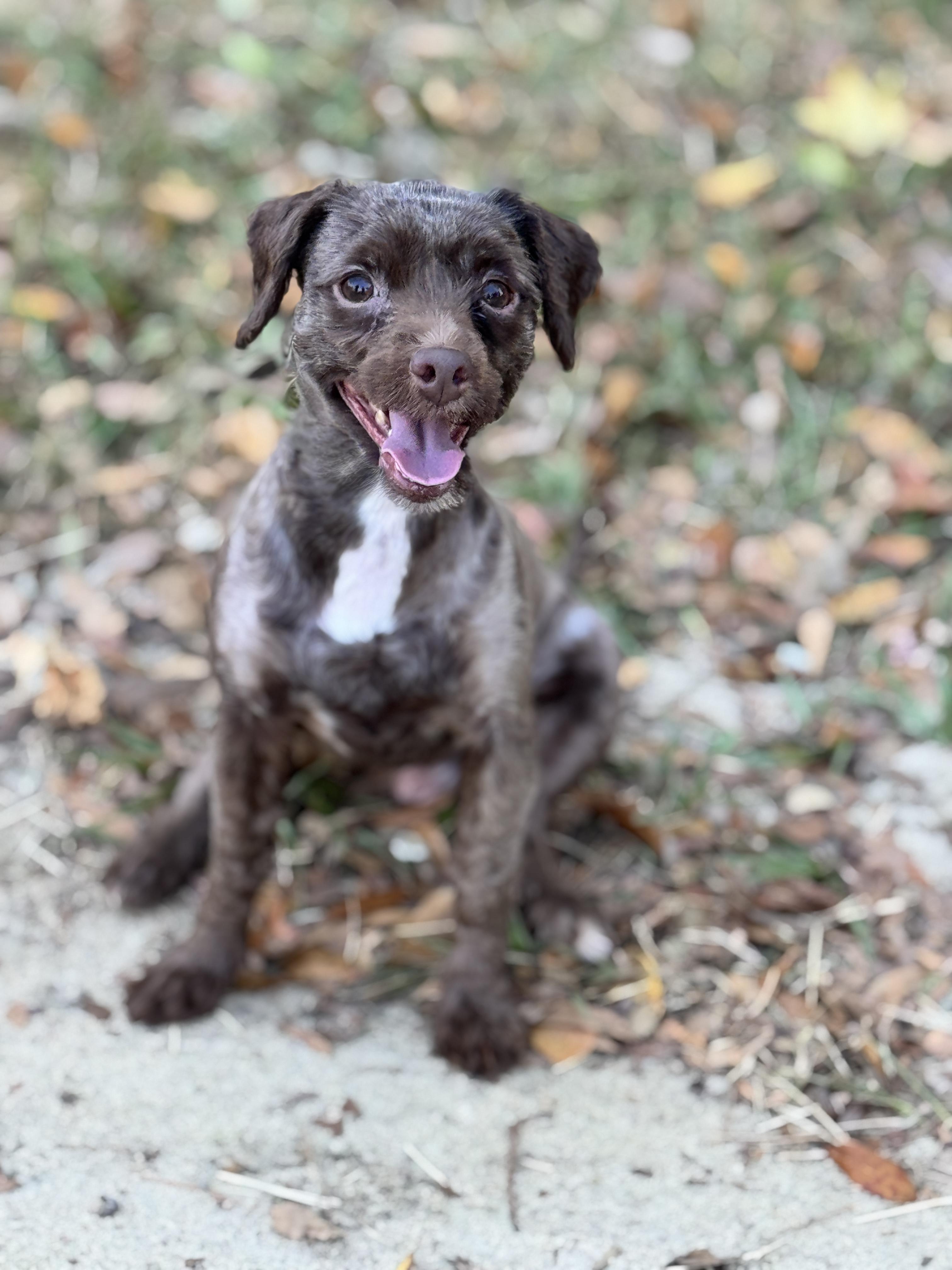 Glendale- In Foster Home, a Adoptable mixed breed in SYLVANIA, GA image 5/6