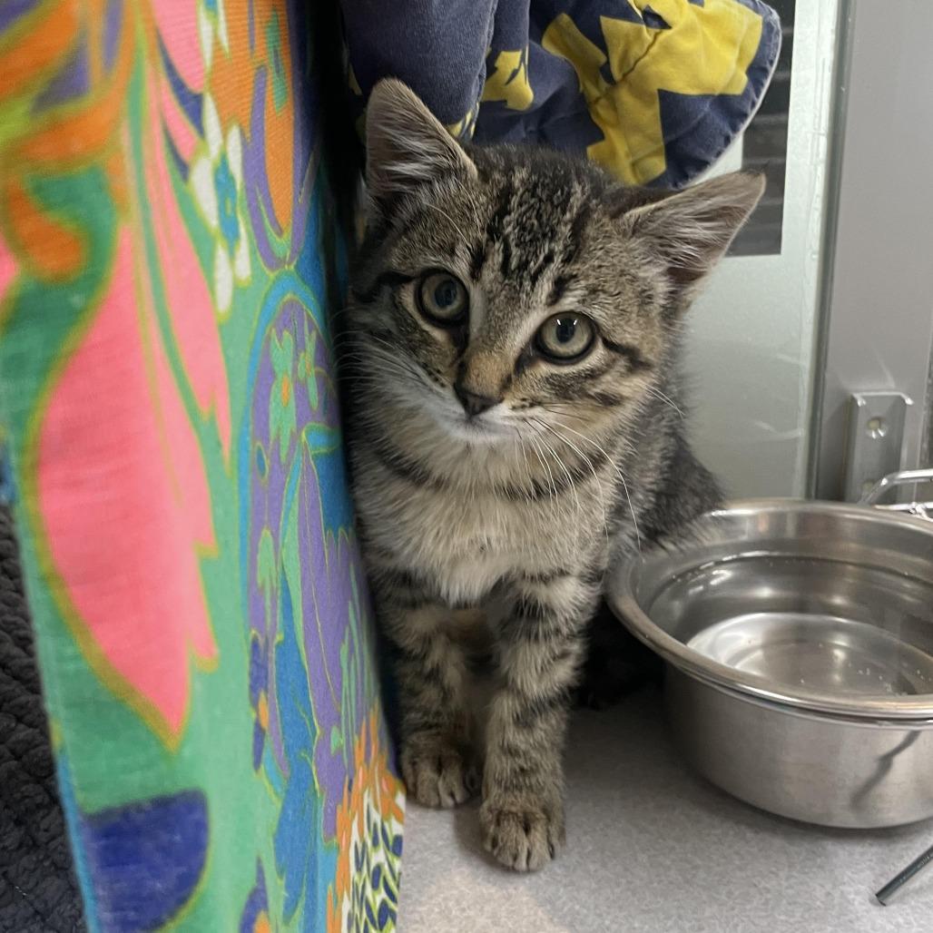 Lizzie, a Adoptable Domestic Short Hair in Hailey, ID image 1/5