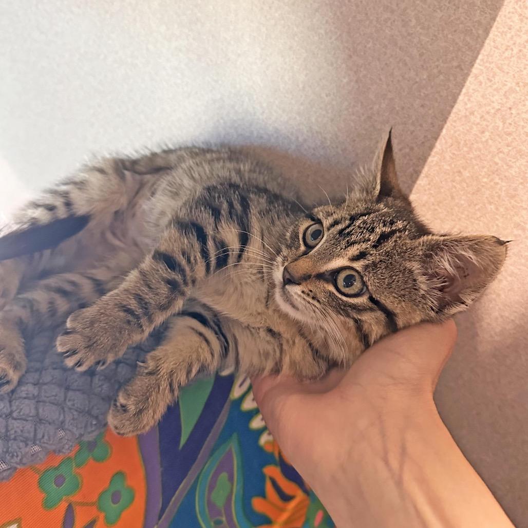 Lizzie, a Adoptable Domestic Short Hair in Hailey, ID image 2/5