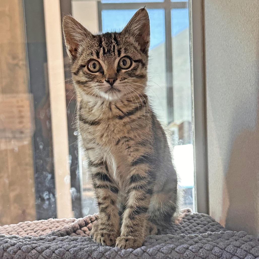 Lizzie, a Adoptable Domestic Short Hair in Hailey, ID image 3/5