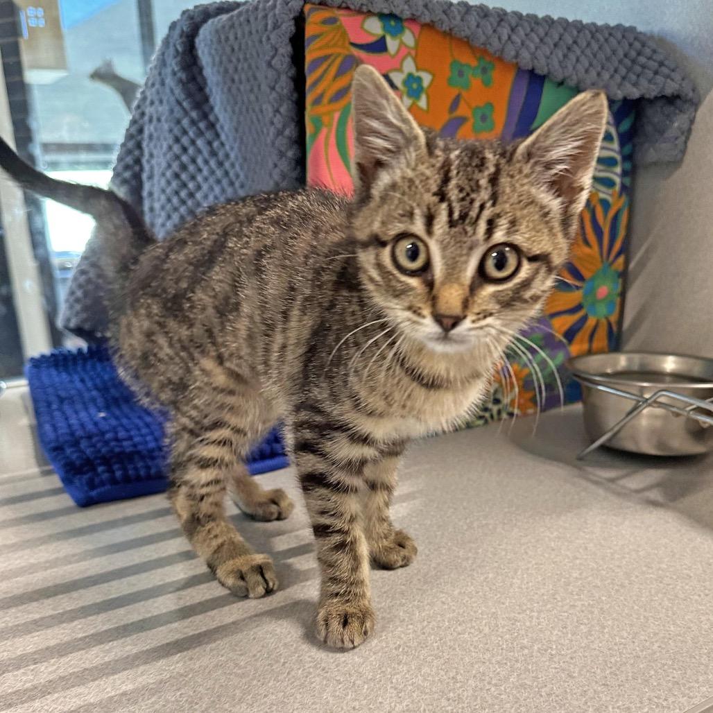 Lizzie, a Adoptable Domestic Short Hair in Hailey, ID image 4/5