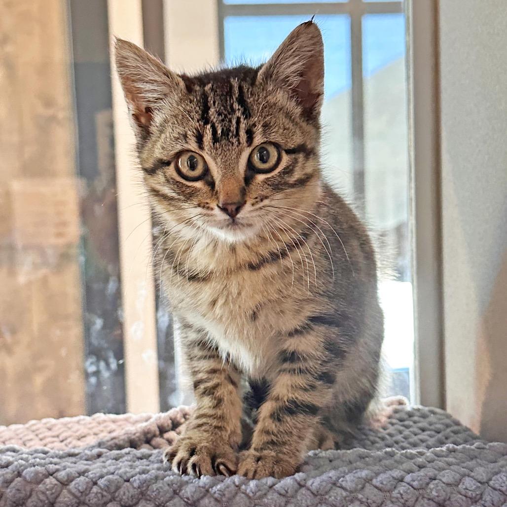 Lizzie, a Adoptable Domestic Short Hair in Hailey, ID image 5/5