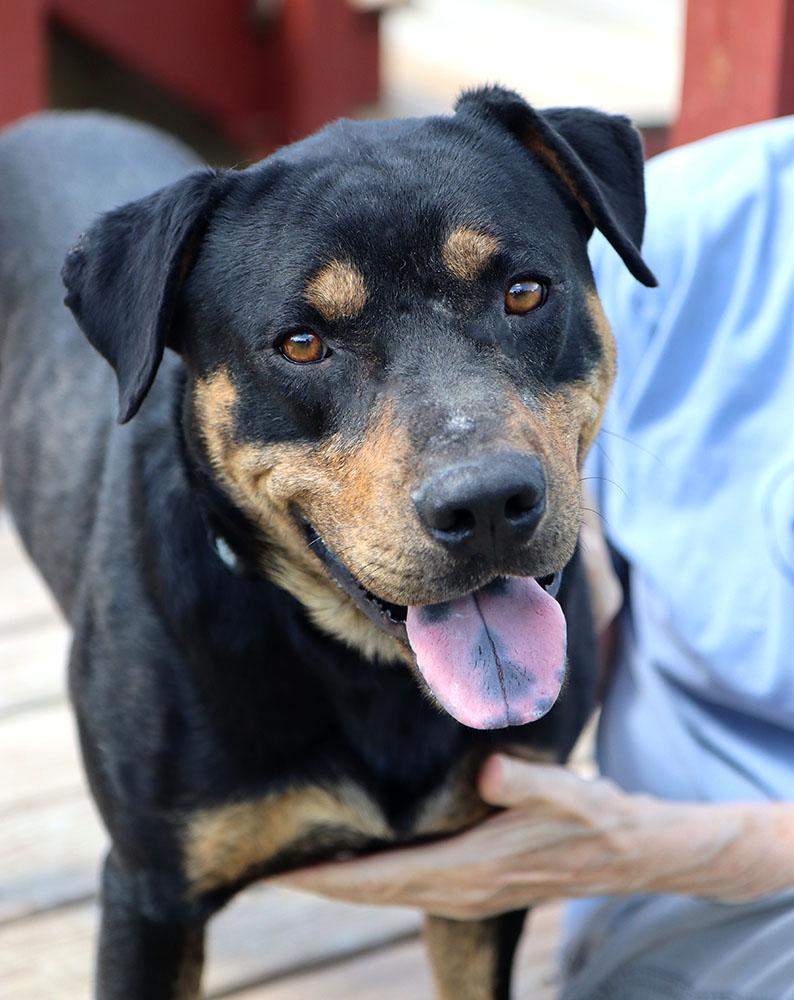 William (AO36816), a Adoptable mixed breed in Kansas City, KS image 2/6