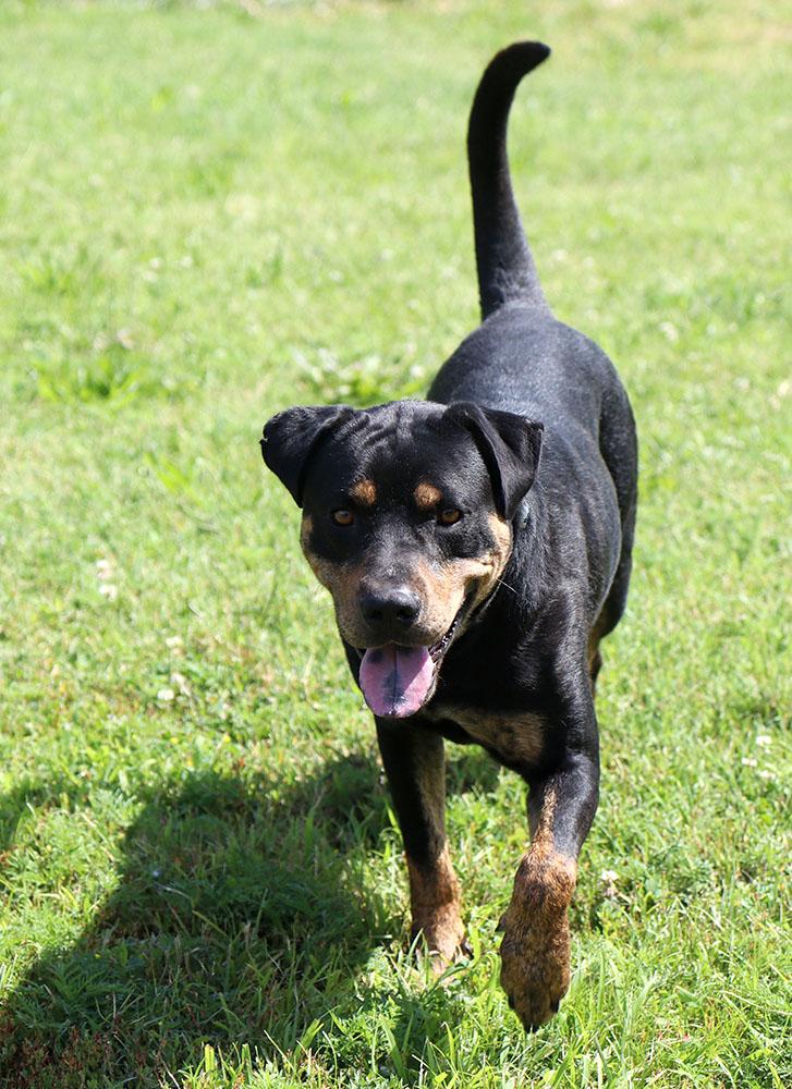 William (AO36816), a Adoptable mixed breed in Kansas City, KS image 4/6
