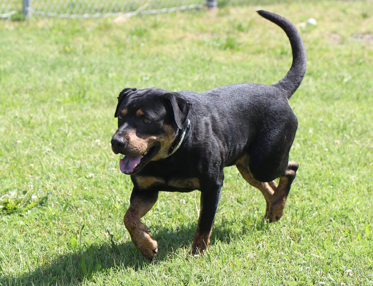 William (AO36816), a Adoptable mixed breed in Kansas City, KS image 5/6