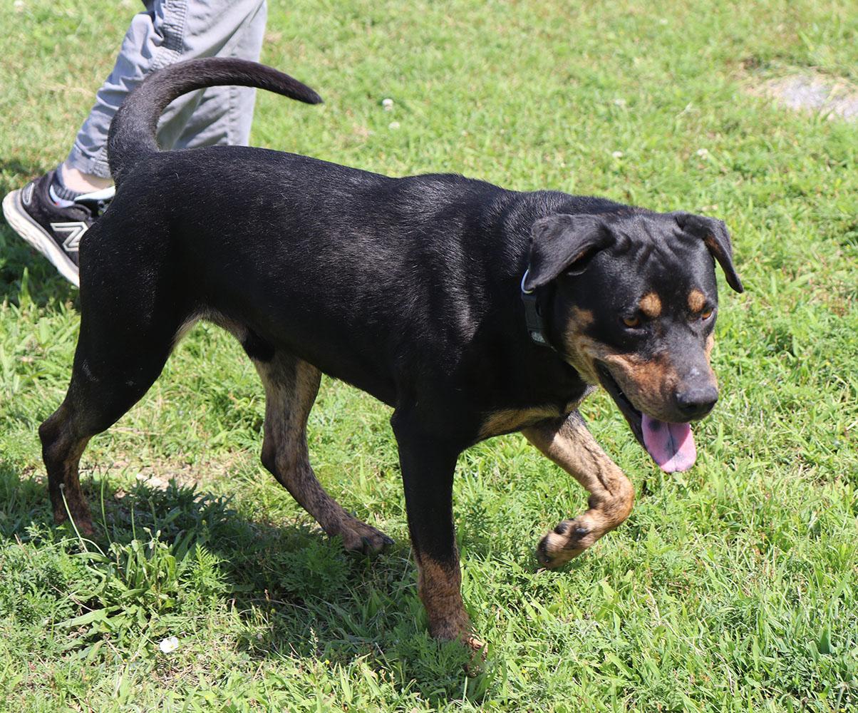 William (AO36816), a Adoptable mixed breed in Kansas City, KS image 3/6