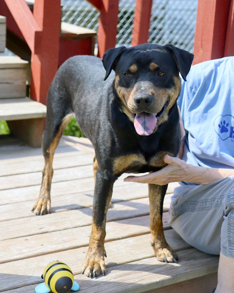 William (AO36816), a Adoptable mixed breed in Kansas City, KS image 6/6