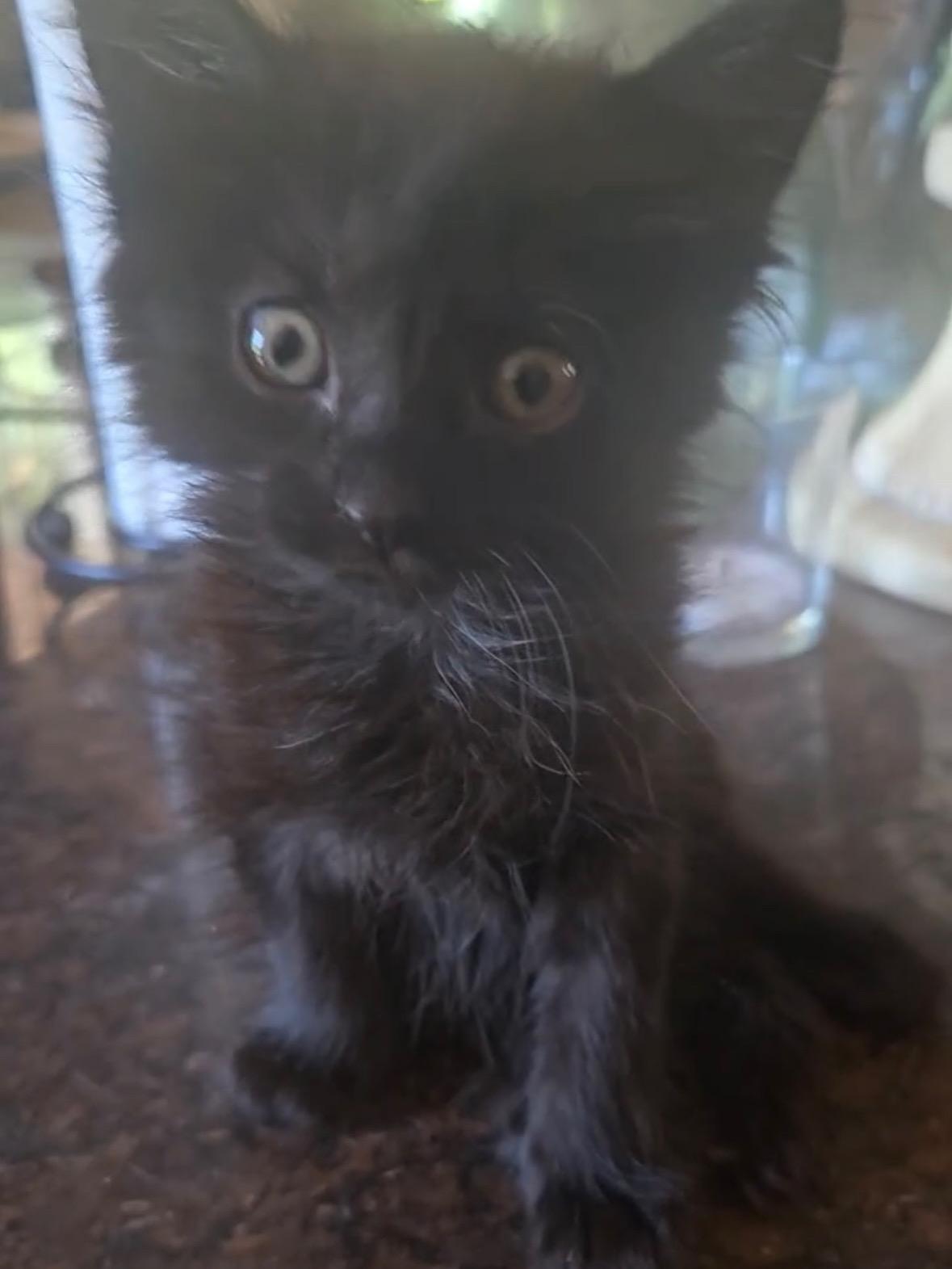 Minki, Adopted, Kitten Female Domestic Medium Hair.