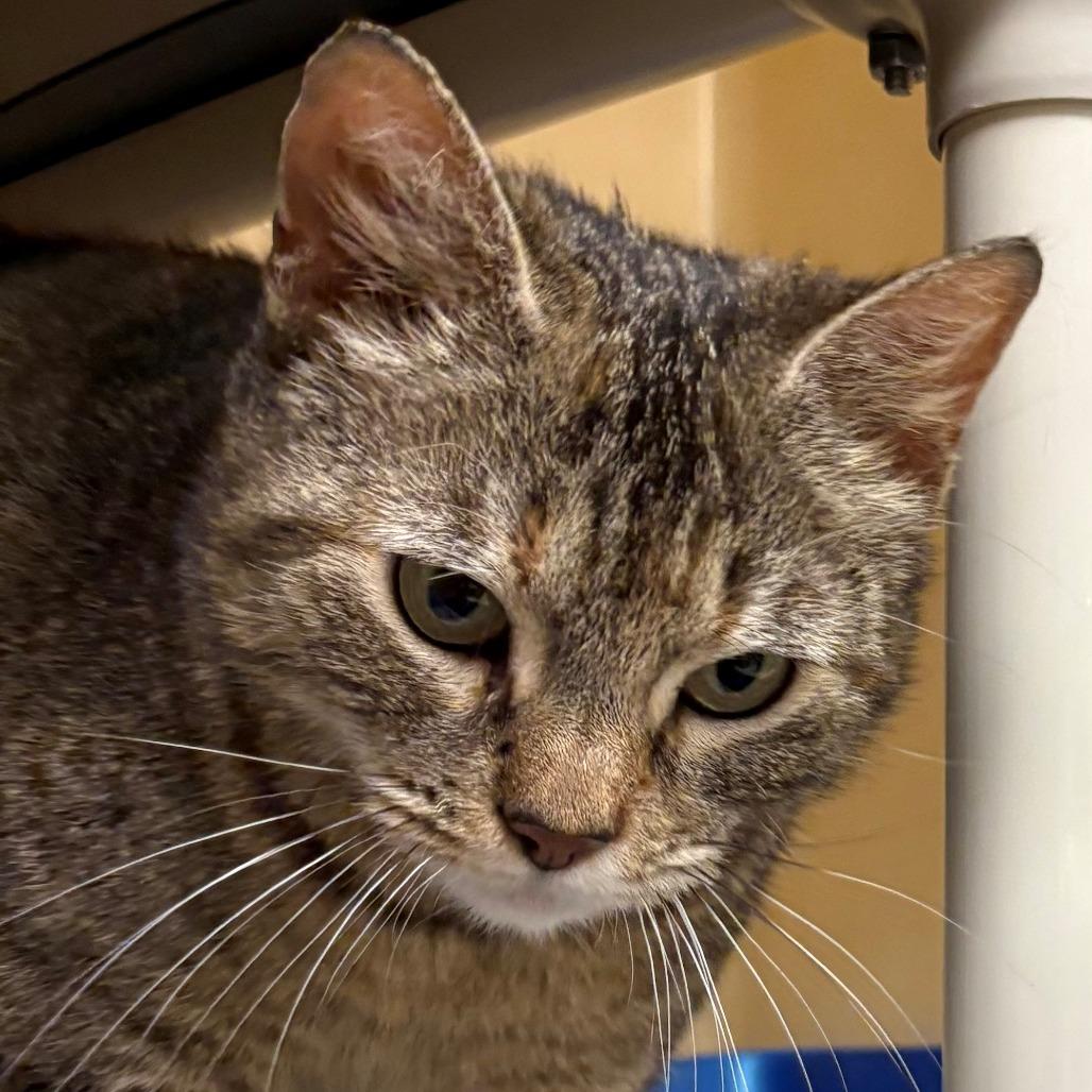 Sophia, Adoptable, Adult Female Domestic Short Hair.