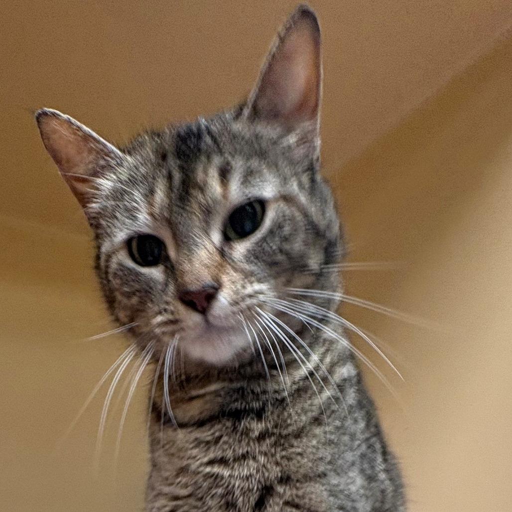 Enlarge Sophia, a Adoptable Domestic Short Hair in East Hanover, NJ image 2/6