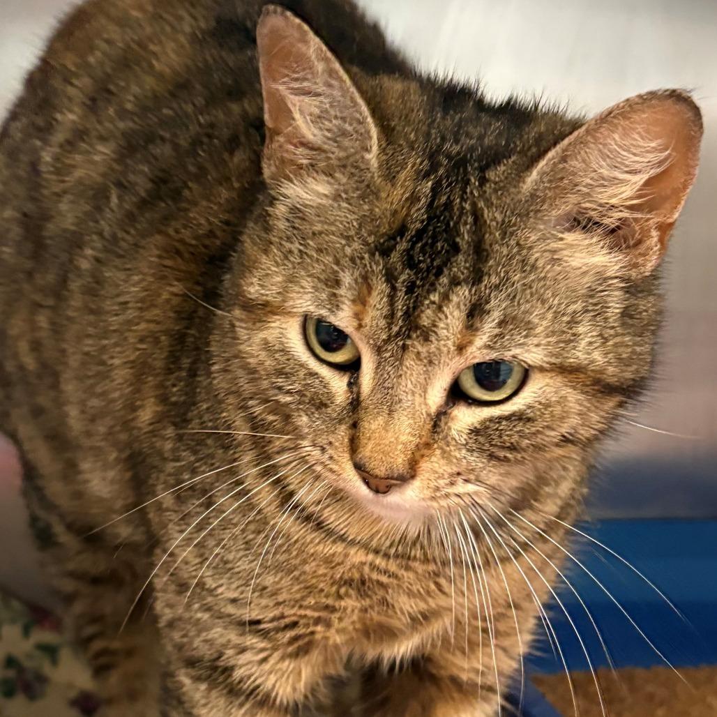 Enlarge Sophia, a Adoptable Domestic Short Hair in East Hanover, NJ image 3/6