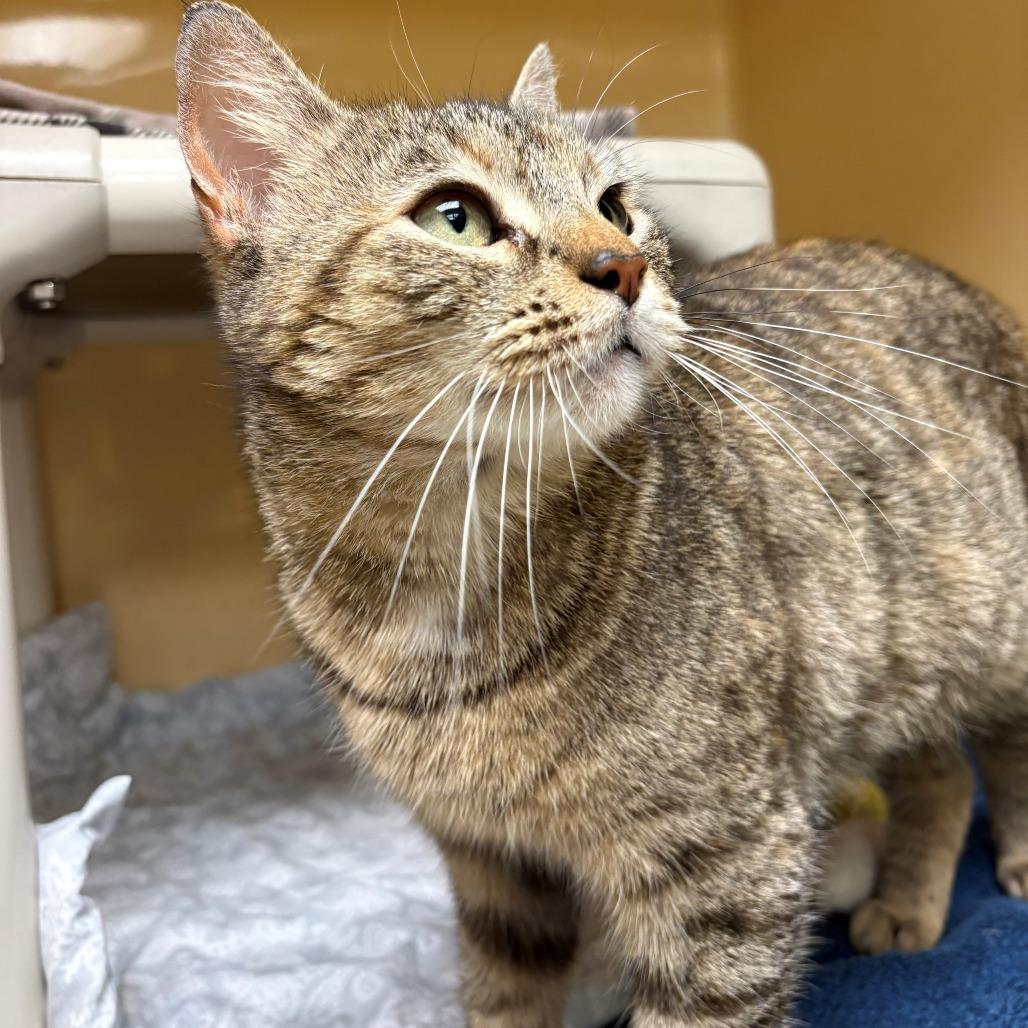 Enlarge Sophia, a Adoptable Domestic Short Hair in East Hanover, NJ image 4/6