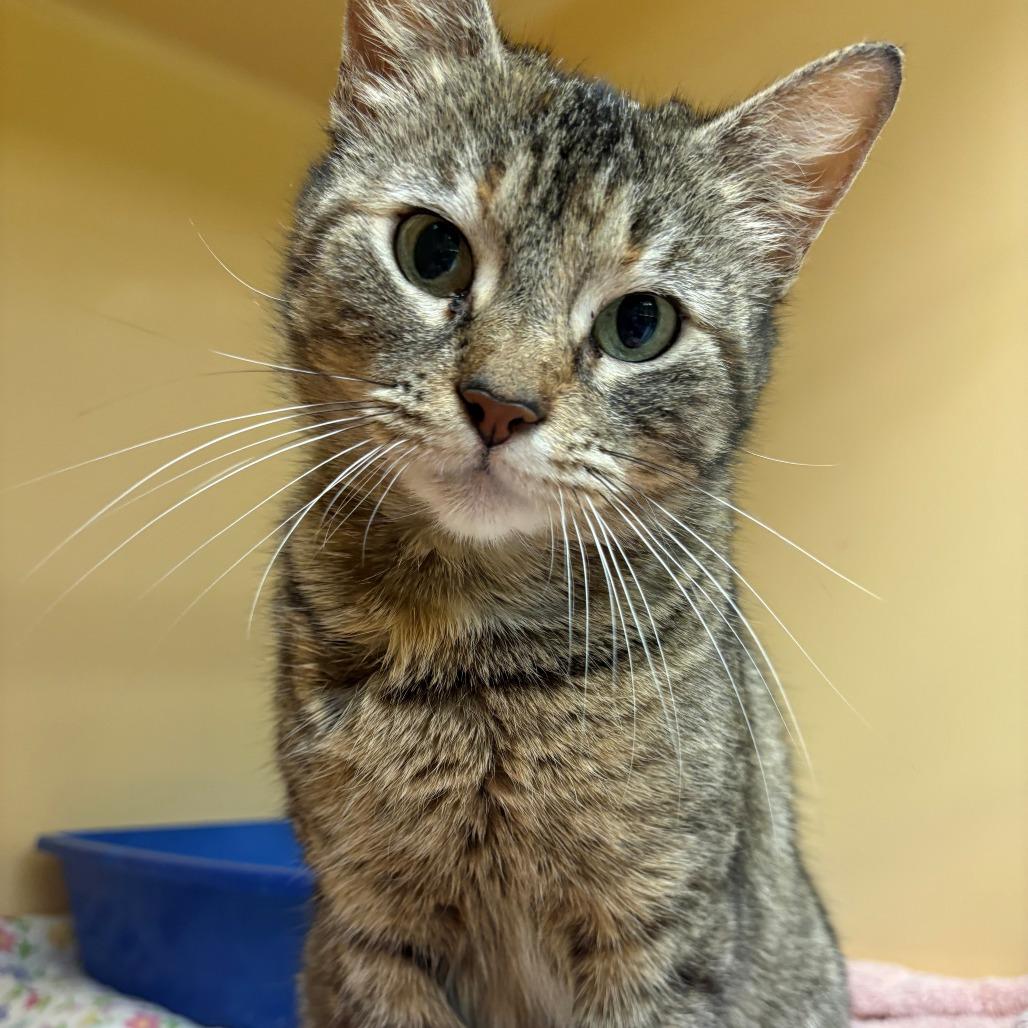 Enlarge Sophia, a Adoptable Domestic Short Hair in East Hanover, NJ image 5/6