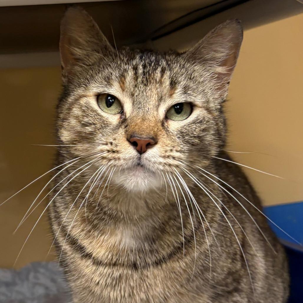 Enlarge Sophia, a Adoptable Domestic Short Hair in East Hanover, NJ image 6/6