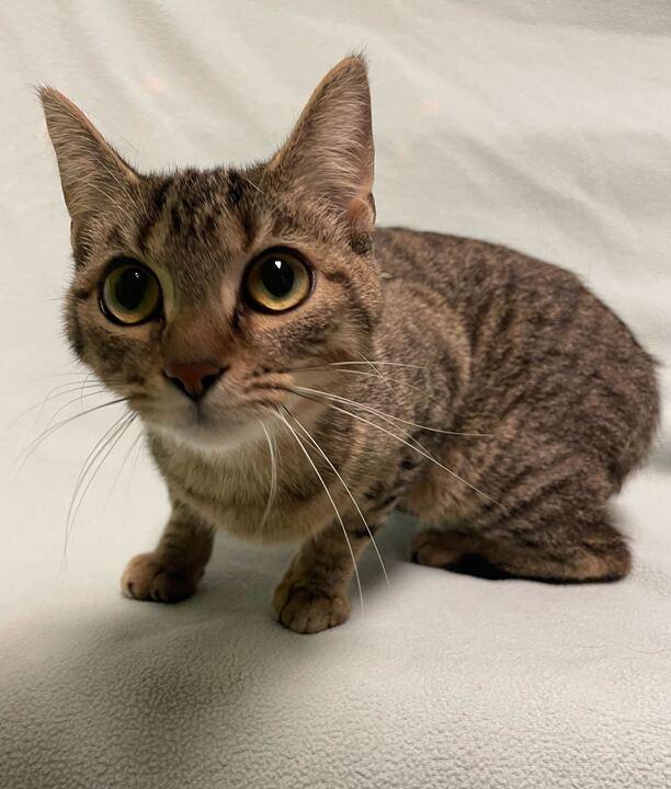 Buttermilk Biscuits , an adopted Domestic Short Hair in Jackson, MI image 4/6