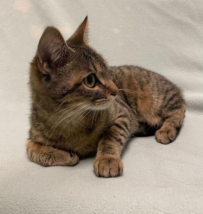 Buttermilk Biscuits , an adopted Domestic Short Hair in Jackson, MI image 3/6