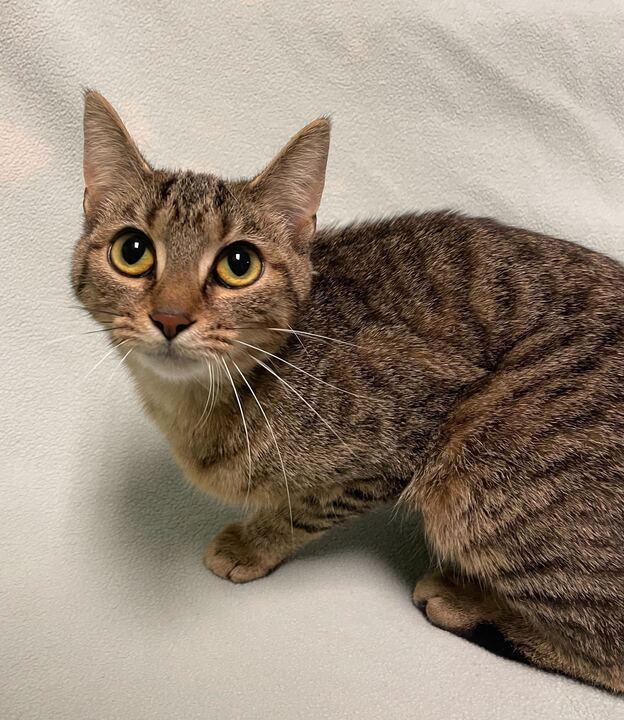 Buttermilk Biscuits , an adopted Domestic Short Hair in Jackson, MI image 2/6