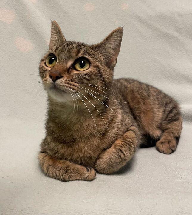 Buttermilk Biscuits , an adopted Domestic Short Hair in Jackson, MI image 5/6