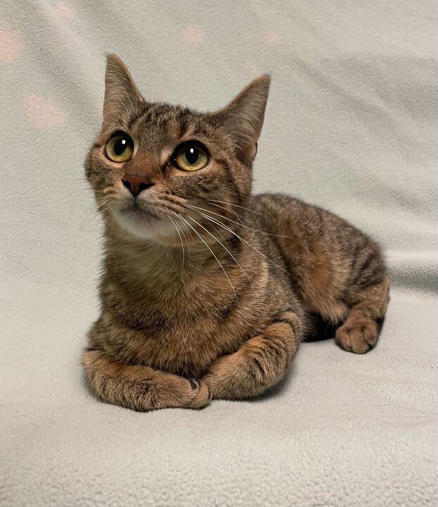 Buttermilk Biscuits , an adopted Domestic Short Hair in Jackson, MI image 1/6