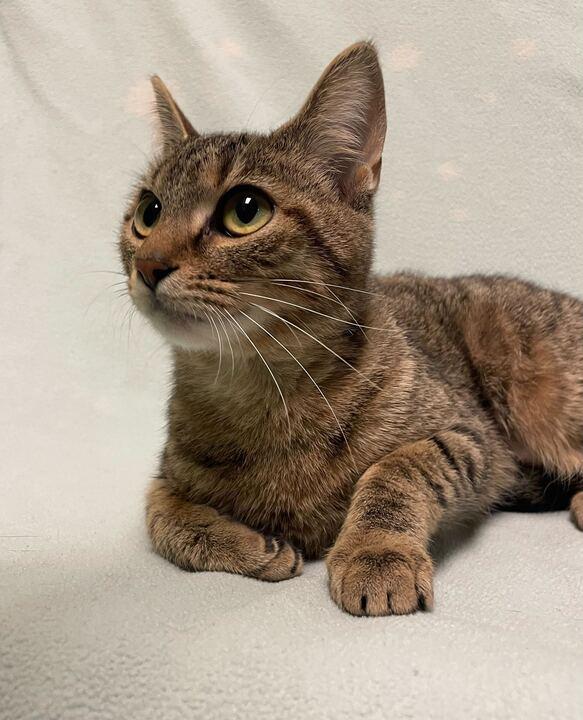 Buttermilk Biscuits , an adopted Domestic Short Hair in Jackson, MI image 6/6