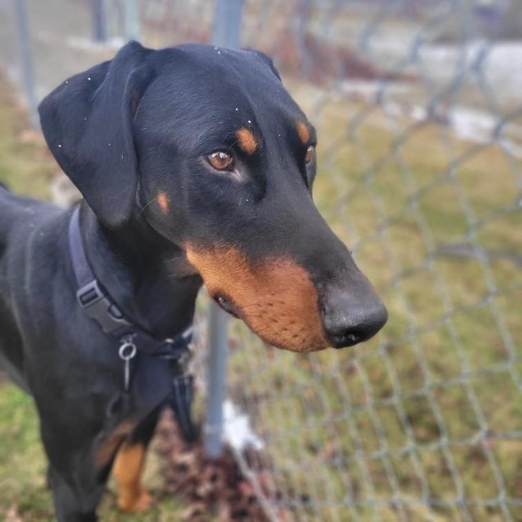 Enlarge Hartley, a ADOPTABLE Doberman Pinscher in Columbus, OH image 2/2