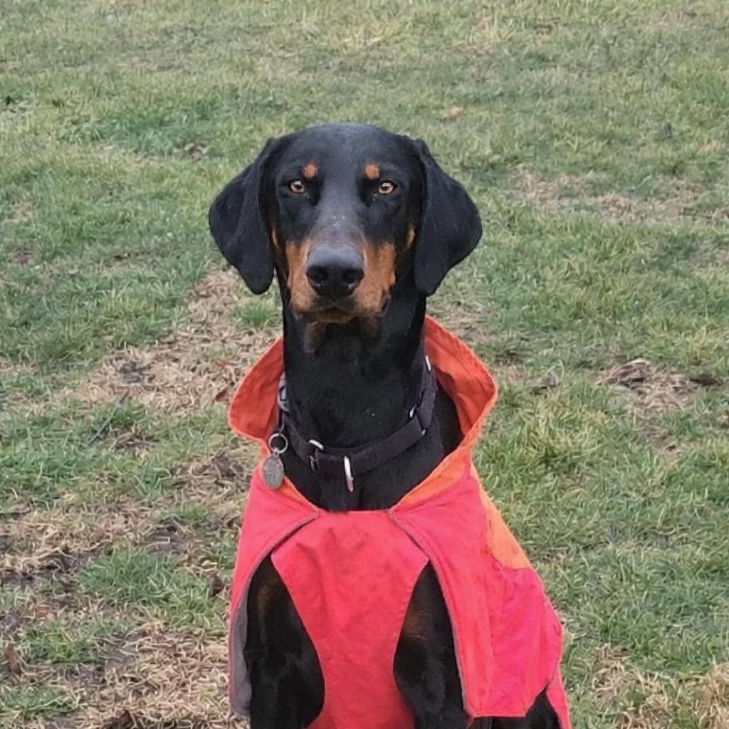 Enlarge Hartley, a ADOPTABLE Doberman Pinscher in Columbus, OH image 1/2