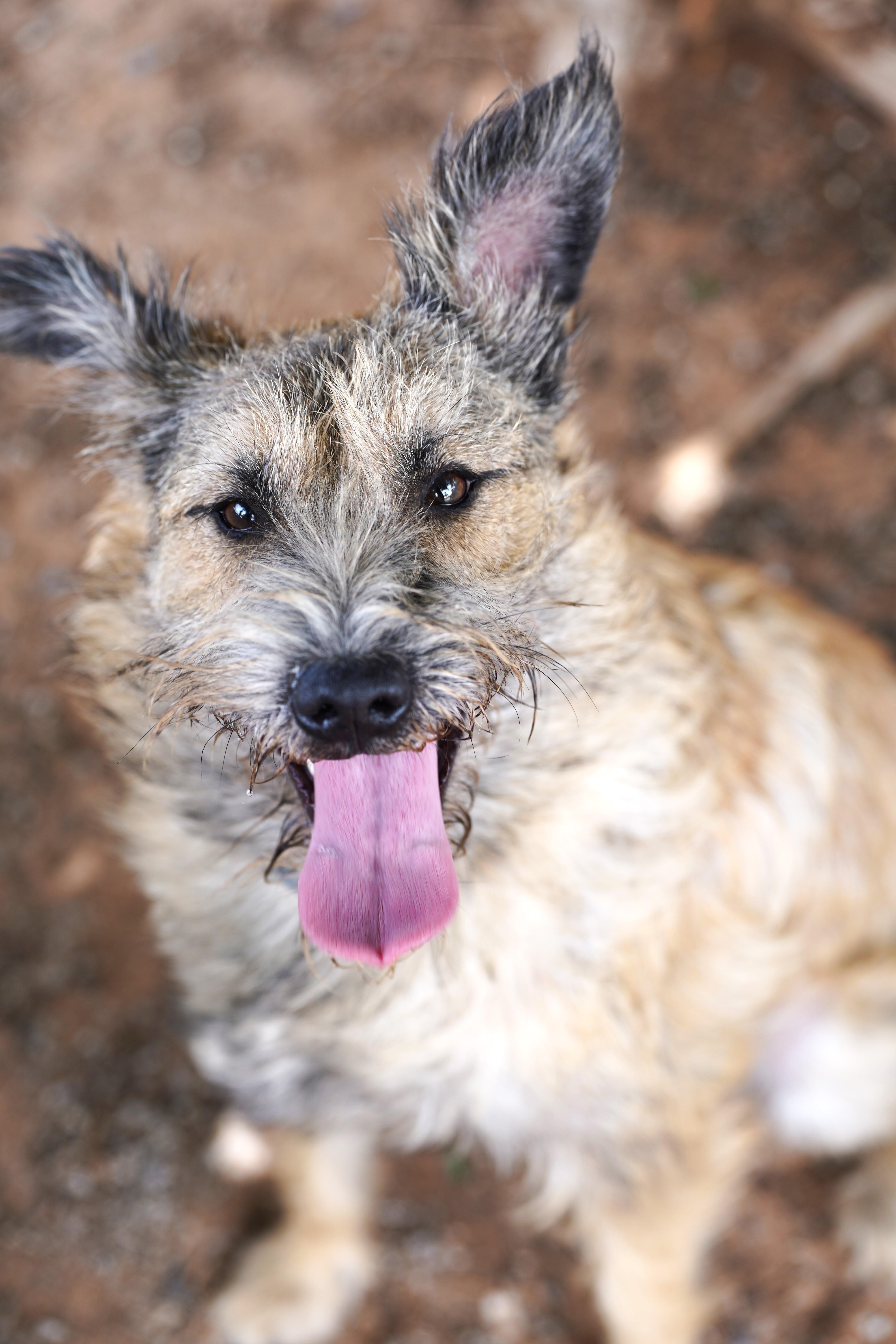 Terrance, Adopted, Adult Male Schnauzer.