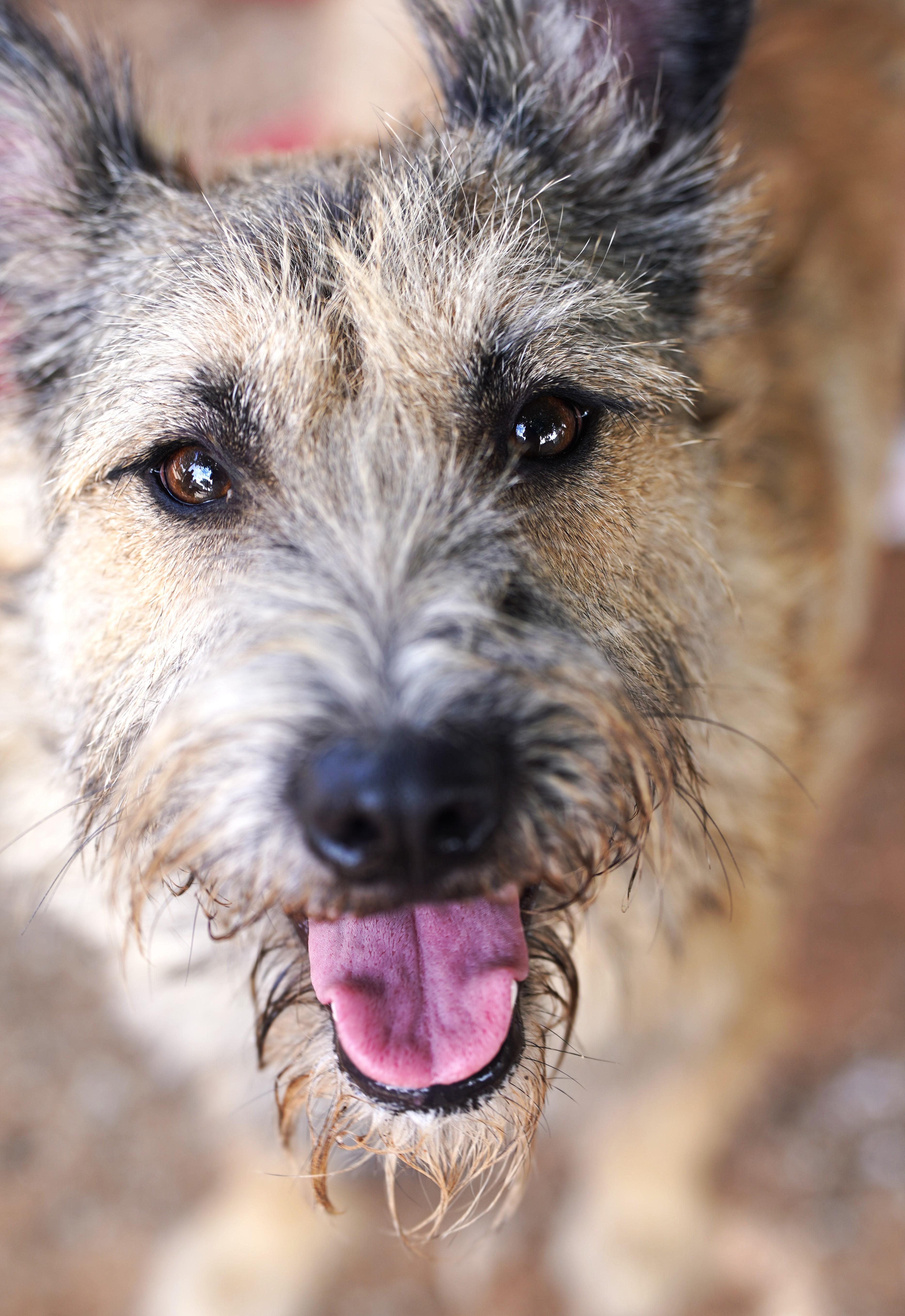 Enlarge Terrance, a Adopted mixed breed in El Paso, TX image 2/4