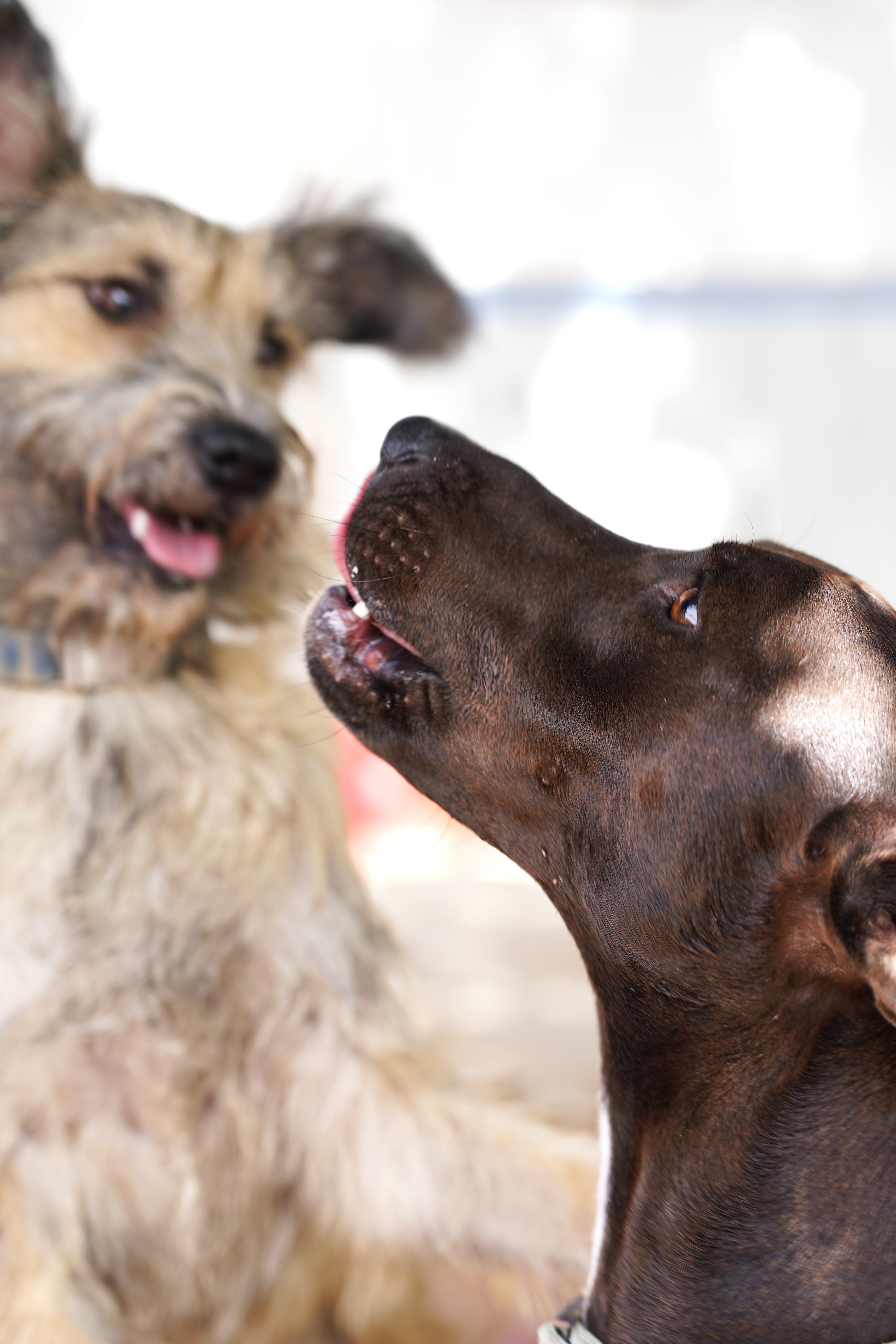 Enlarge Terrance, a Adopted mixed breed in El Paso, TX image 3/4