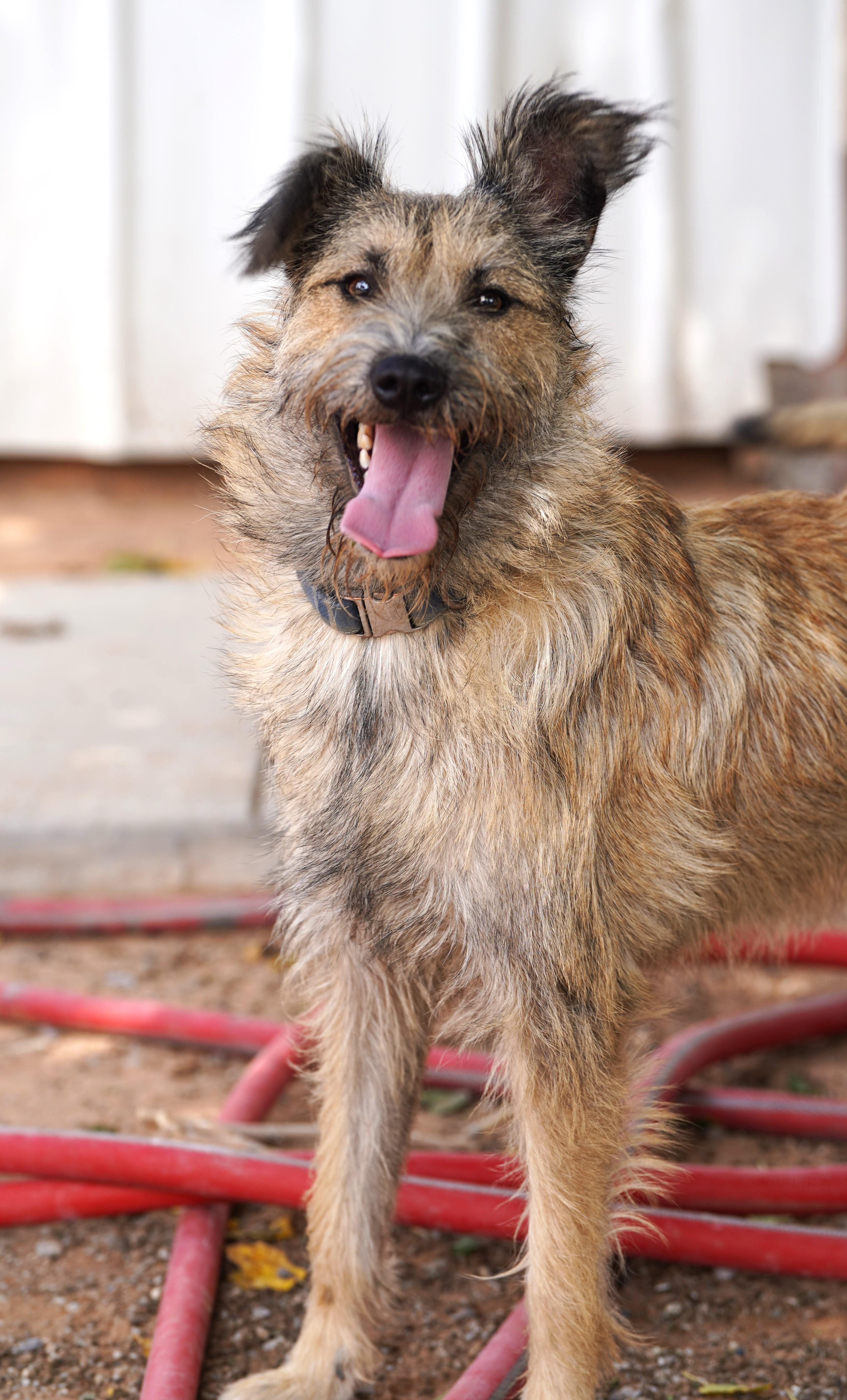 Enlarge Terrance, a Adopted mixed breed in El Paso, TX image 4/4