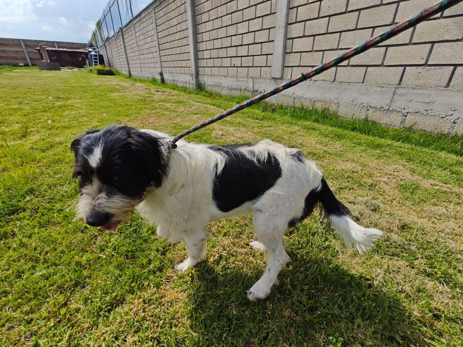 Enlarge Tita, a Adoptable mixed breed in Woodstock, ON image 4/4