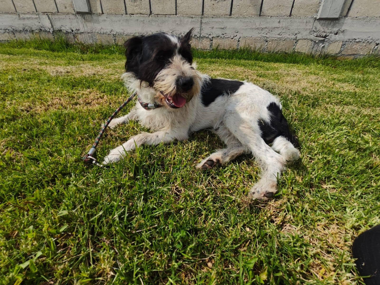 Enlarge Tita, a Adoptable mixed breed in Woodstock, ON image 1/4