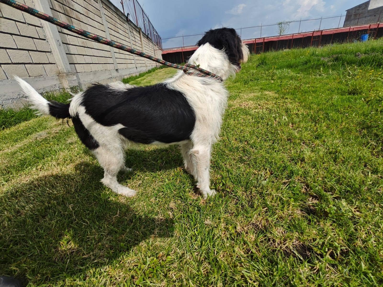 Enlarge Tita, a Adoptable mixed breed in Woodstock, ON image 3/4