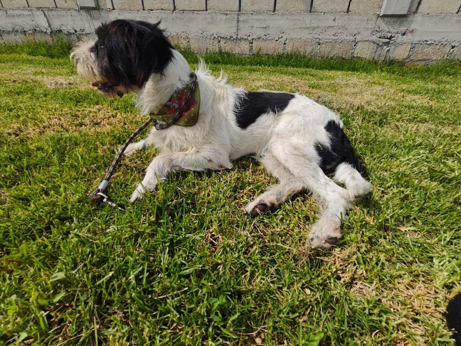 Enlarge Tita, a Adoptable mixed breed in Woodstock, ON image 2/4