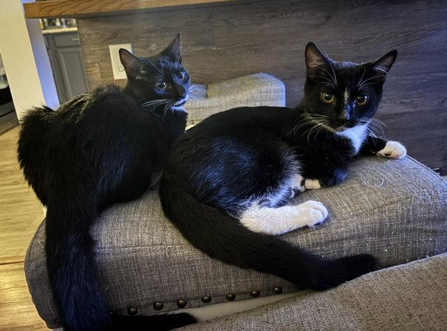 Enlarge Purrsia - BONDED PAIR, a Adoptable Domestic Short Hair in Naugatuck, CT image 1/2