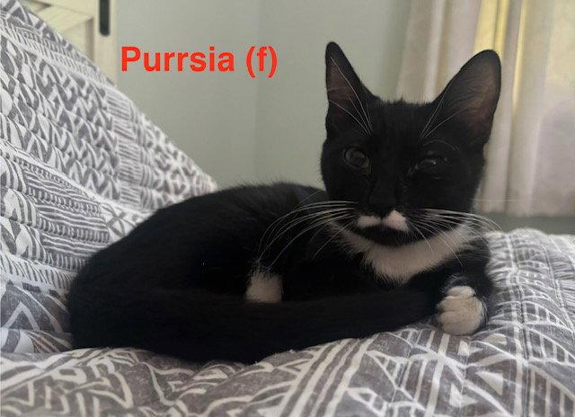 Enlarge Purrsia - BONDED PAIR, a Adoptable Domestic Short Hair in Naugatuck, CT image 2/2