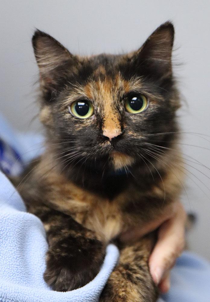 Enlarge Sue (AO37731), a Adopted mixed breed in Merriam, KS image 2/2