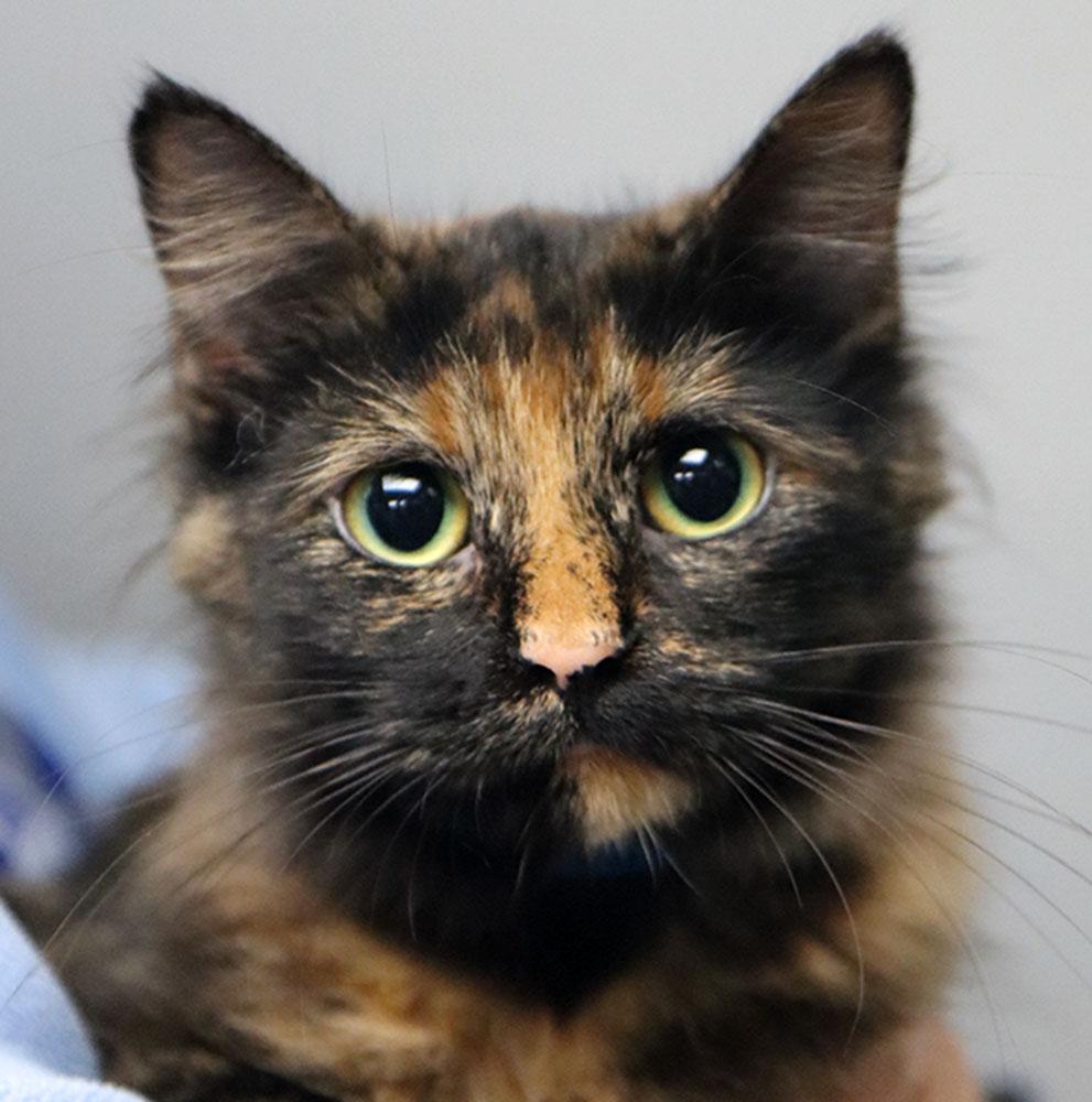 Sue (AO37731), Adopted, Young Female Domestic Medium Hair & Tortoiseshell.