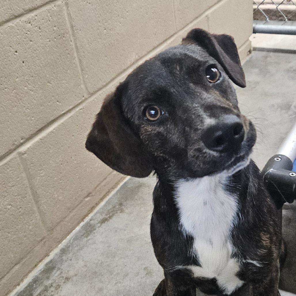 Sheldon, Adoptable, Young Male Mixed Breed.