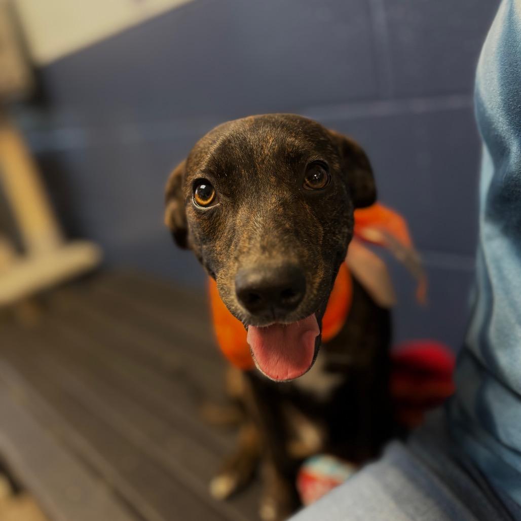 Enlarge Sheldon, a Adoptable Mixed Breed in Independence, KS image 2/2