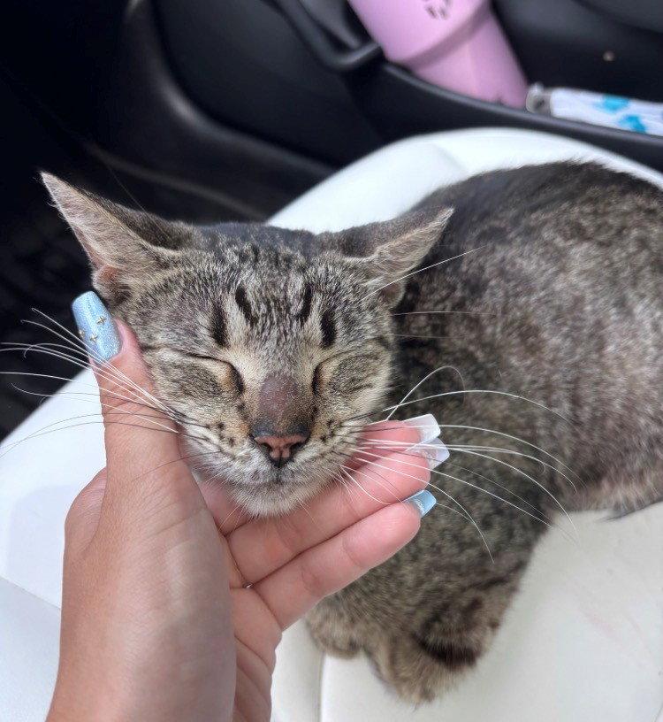 DONNIE, Adoptable, Young Female American Shorthair.