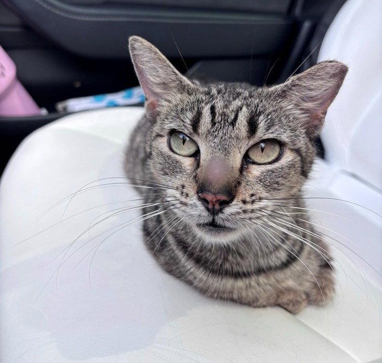 Enlarge DONNIE, a Adoptable American Shorthair in Oakland Park, FL image 2/2